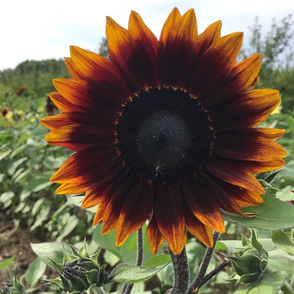 meet me - Picture 12 of 16